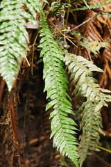 Blechnum chambersii