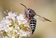 Coelioxys octodentatus