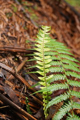 Blechnum chambersii