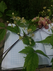 Clematis brevicaudata