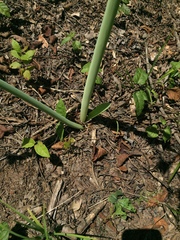 Hymenocallis occidentalis eulae