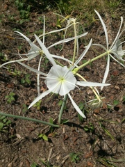 Hymenocallis occidentalis eulae