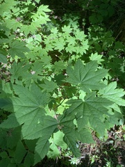 Acer circinatum
