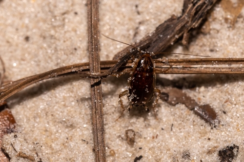 Small yellow cockroach photo 6