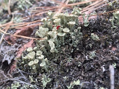Cladonia coccifera