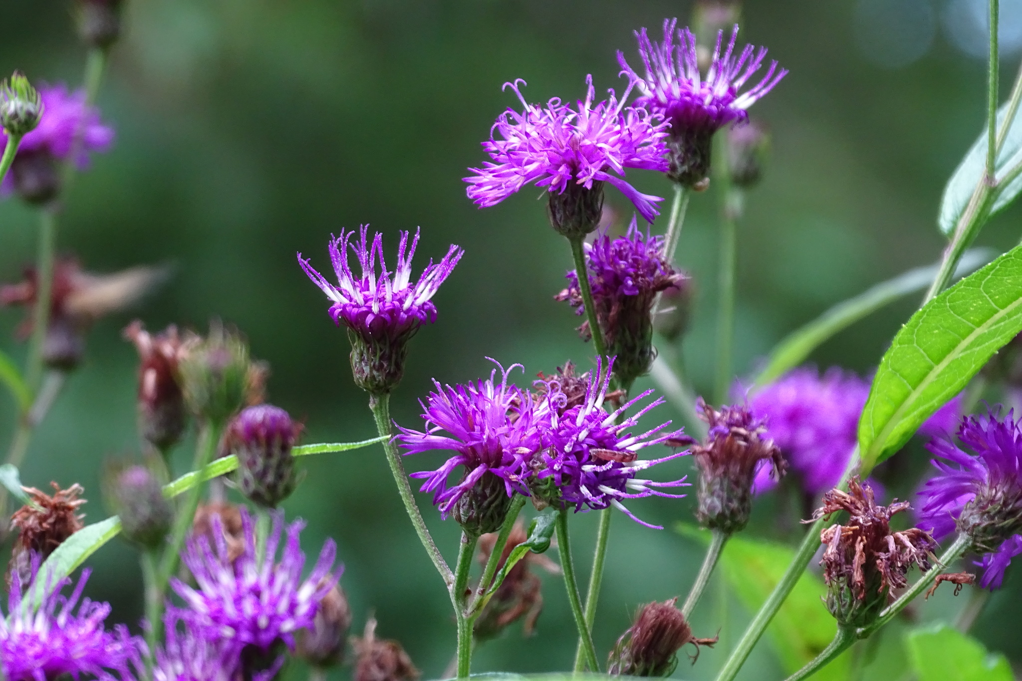 Vernonia noveboracensis