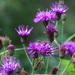 New York Ironweed - Photo (c) Jenn, some rights reserved (CC BY-NC-SA), uploaded by Jenn