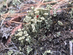 Cladonia coccifera
