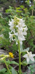 Delphinium barbeyi