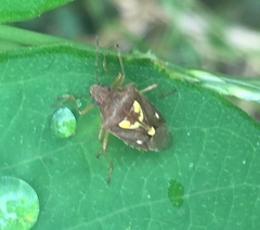 Oebalus insularis