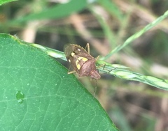 Oebalus insularis