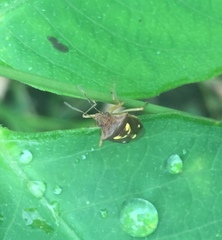 Oebalus insularis