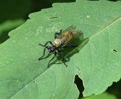 Laphria sericea