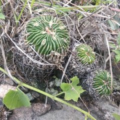 Echinofossulocactus crispatus