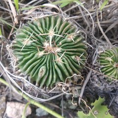 Echinofossulocactus crispatus