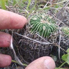 Echinofossulocactus crispatus