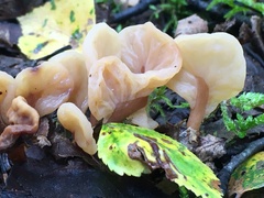 Cudoniaceae