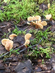 Cudoniaceae