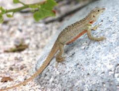 Microlophus bivittatus