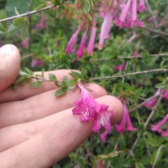 Vesalea floribunda