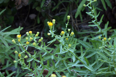 Erigeron inornatus