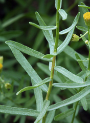 Erigeron inornatus