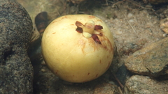 Garcinia oblongifolia
