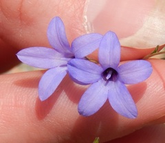 Campanula reverchonii