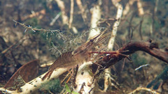 Macrobrachium laevis