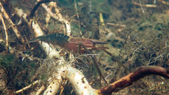 Macrobrachium laevis