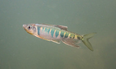 Opsariichthys evolans