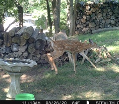 Odocoileus virginianus
