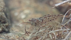 Caridina cantonensis