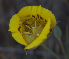 Calochortus luteus
