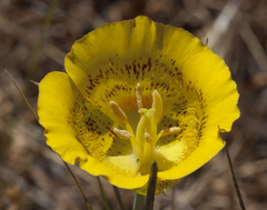 Calochortus luteus