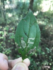 Stigmella rhamnicola