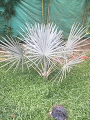 Bismarckia