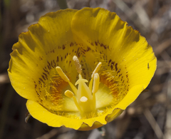 Calochortus luteus