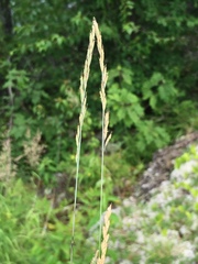 Festuca saximontana