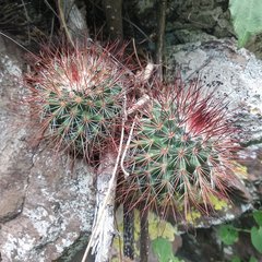 Mammillaria hamata
