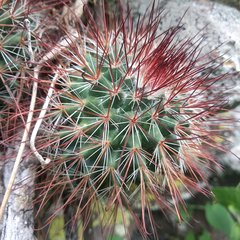 Mammillaria hamata