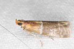 Moodna pallidostrinella