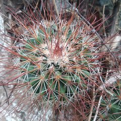 Mammillaria hamata