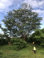 Gonopterodendron arboreum