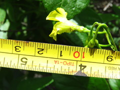Mandevilla convolvulacea