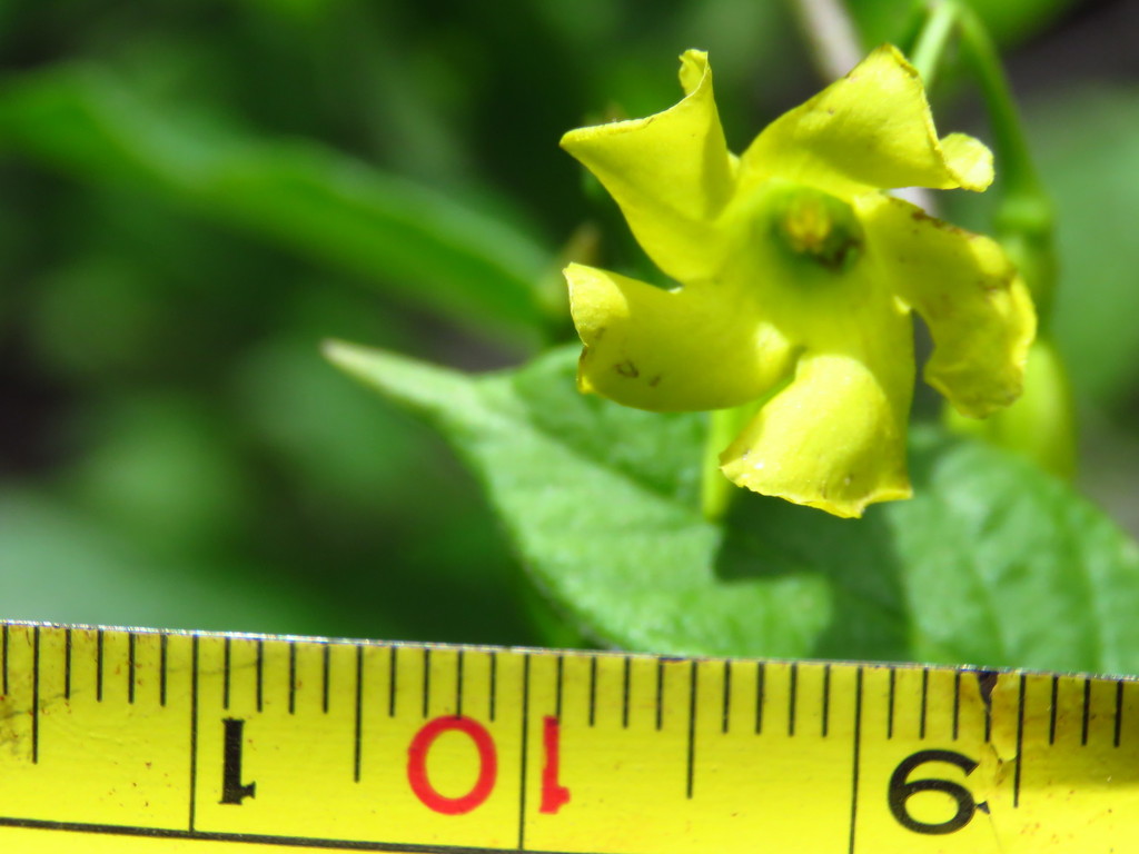 Mandevilla convolvulacea