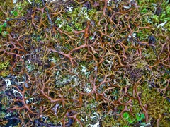 Masonhalea richardsonii