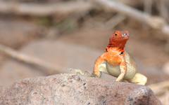 Microlophus delanonis