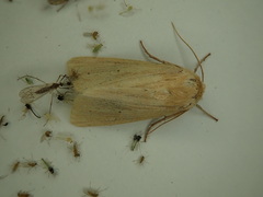 Mythimna oxygala