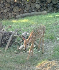 Odocoileus virginianus